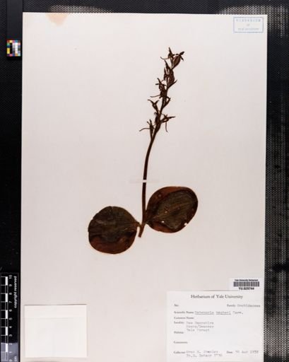 Habenaria