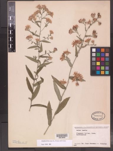 Symphyotrichum laeve