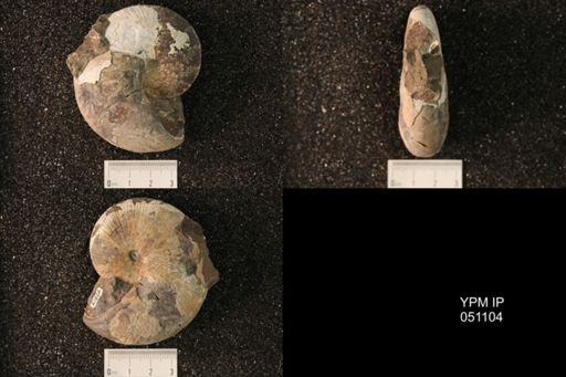 Hoploscaphites nicolletii