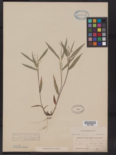 Panicum oligosanthes