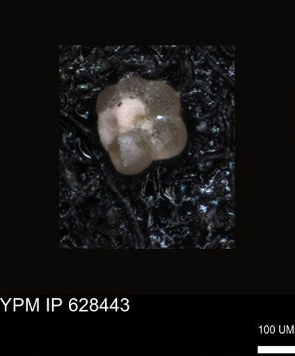 undet. Foraminiferida