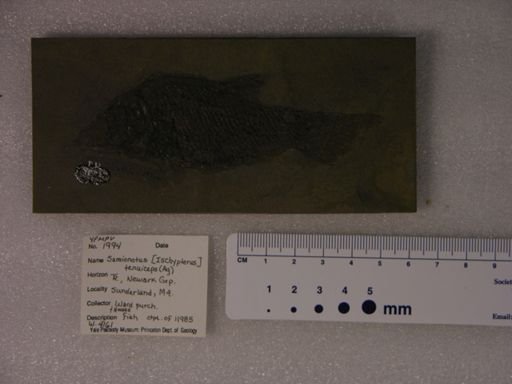 Semionotus tenuiceps