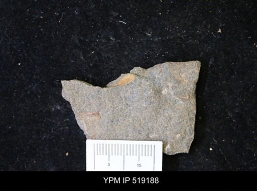 undet. Cornuta