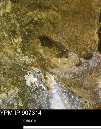 undet. Mollusca