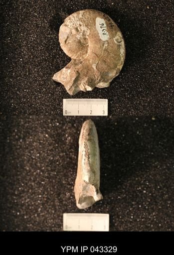 Hoploscaphites nicolletii