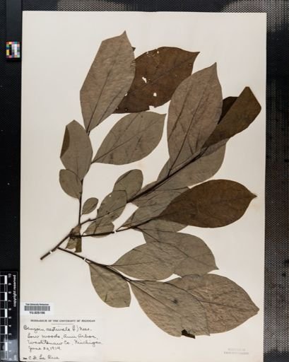 Lindera benzoin