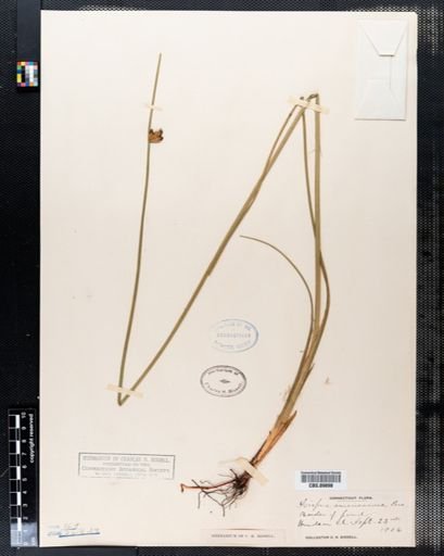 Scirpus americanus