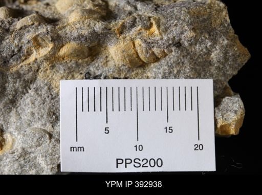 Scaphites sp.