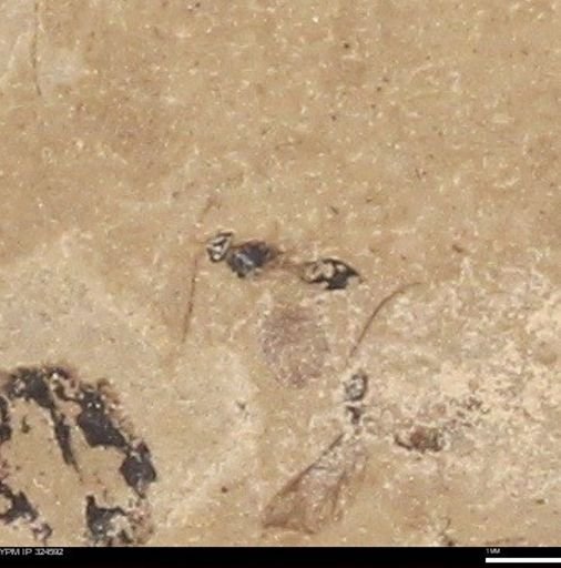 undet. Hymenoptera