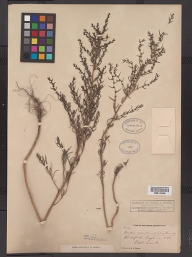 Suaeda maritima