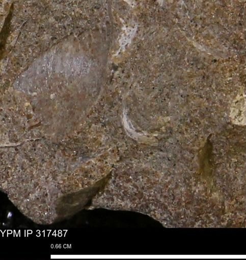 undet. Mollusca