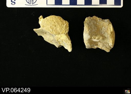undet. Mosasauridae