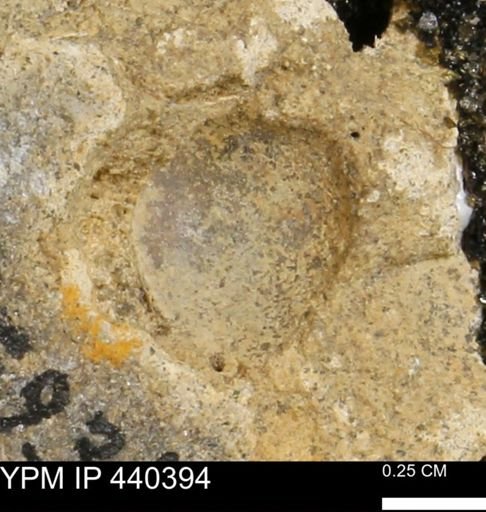 Protocardia subquadrata