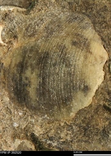 Limopsis striatopunctatus