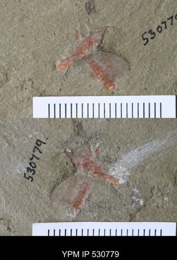 undet. Xiphosurida