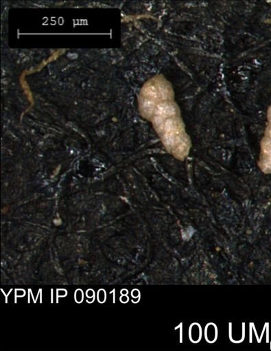 Verneuilinoides kansasensis