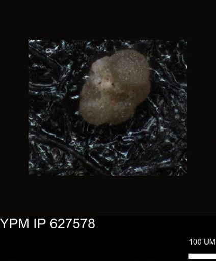 undet. Foraminiferida