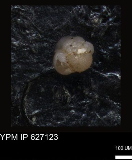 undet. Foraminiferida