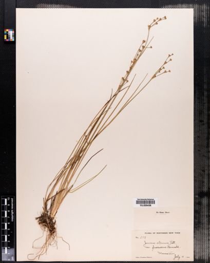 Juncus alpinus