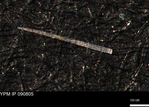 undet. Porifera