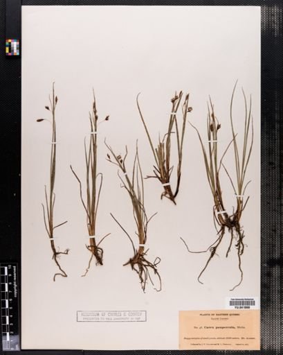 Carex paupercula