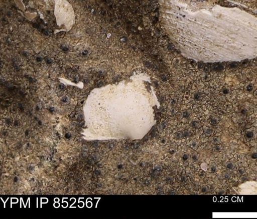 Limopsis striatopunctatus