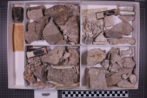 mixed taxa, stratigraphic collection