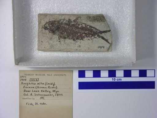 Knightia alta