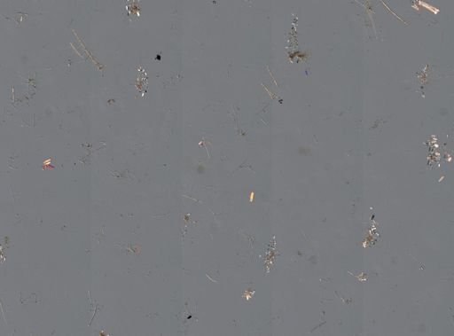 Callyspongia plicifera