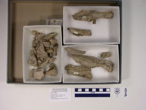 undet. Eusuchia