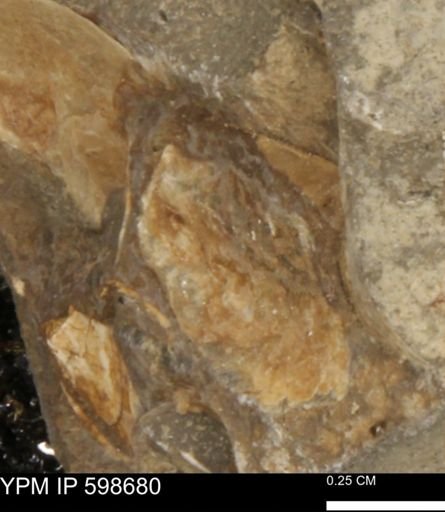 undet. Mollusca