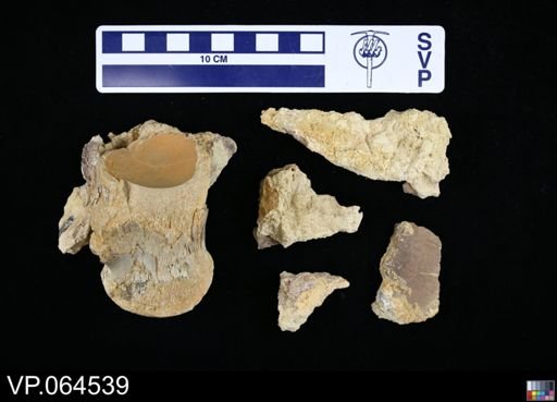 undet. Mosasauridae