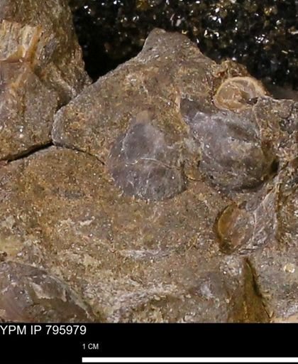 undet. Mollusca