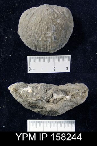 Brachyprion major