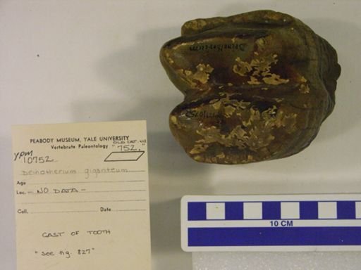 Dinotherium giganteum