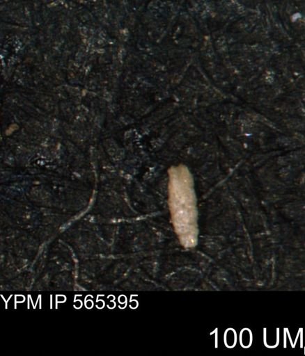 Verneuilinoides kansasensis