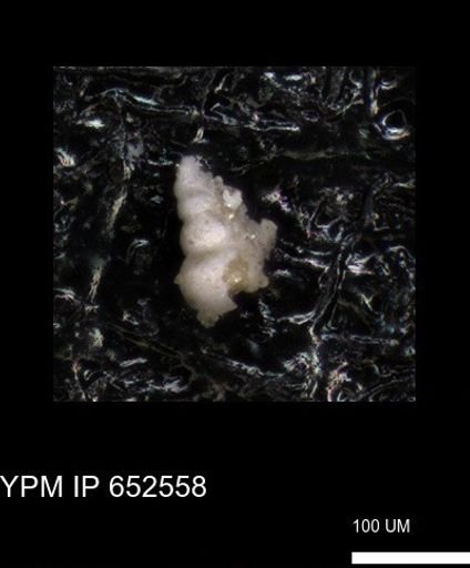 undet. Foraminiferida