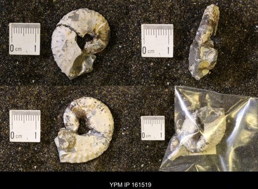 Discoscaphites conradi
