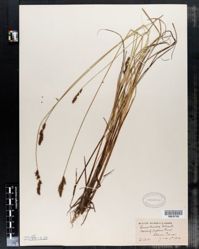 Carex diandra