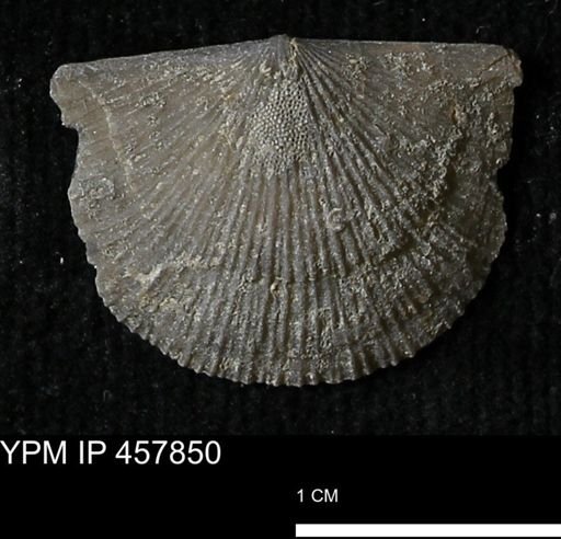 Strophodonta sp.