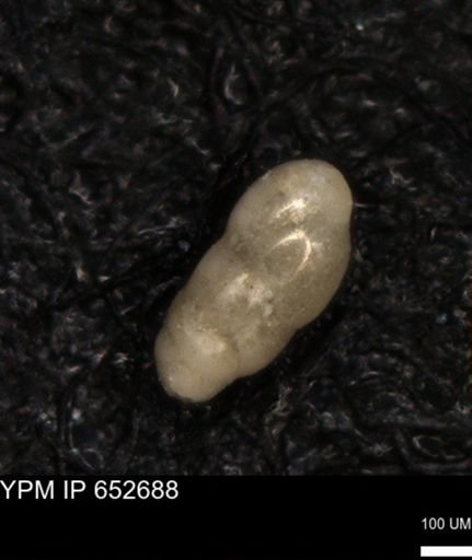 undet. Foraminiferida