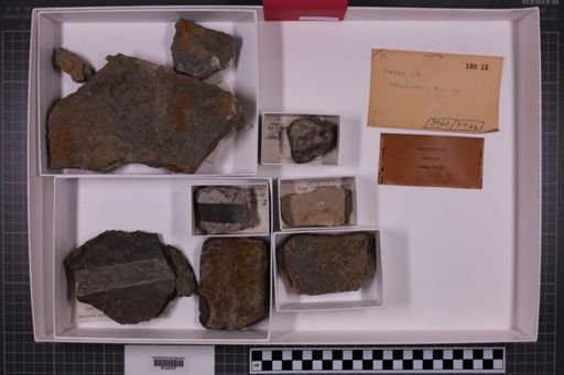 mixed taxa, stratigraphic collection