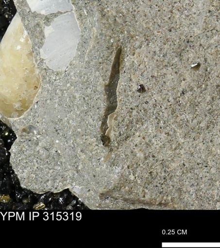 undet. Mollusca