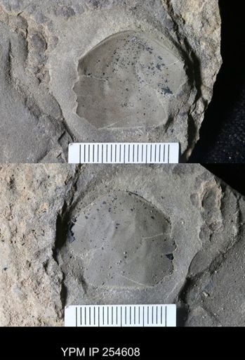 Hughmilleria sp.