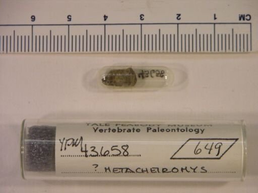 Metacheiromys?
