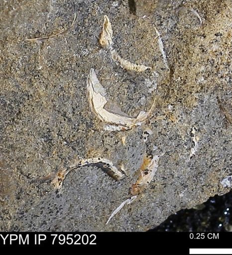 undet. Bivalvia