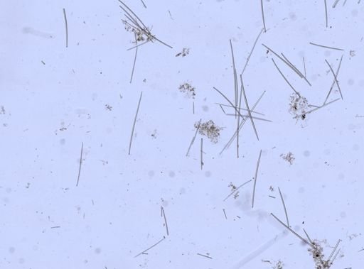 Desmacella infundibuliformis