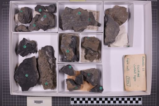 mixed taxa, stratigraphic collection