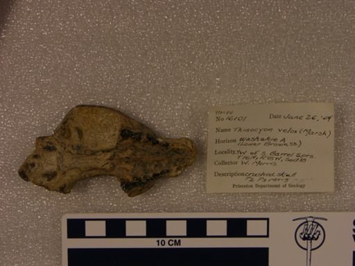 Thinocyon velox