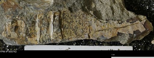 undet. Mollusca